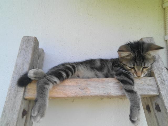 kitten on a ladder